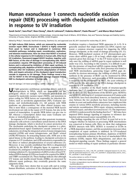 (PDF) Human exonuclease 1 connects nucleotide excision repair (NER) processing with checkpoint ...