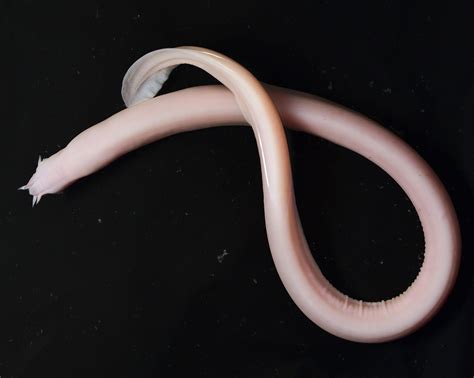 How Hagfish Slime Evolved Elife Science Digests Elife