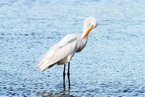 A Great Egret Preens Its Free Photo Rawpixel