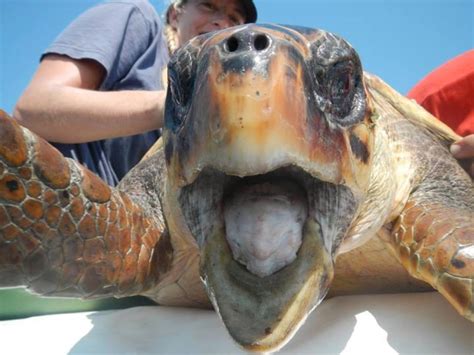 Loggerhead turtle celebrates removal from endangered list - Earth.com