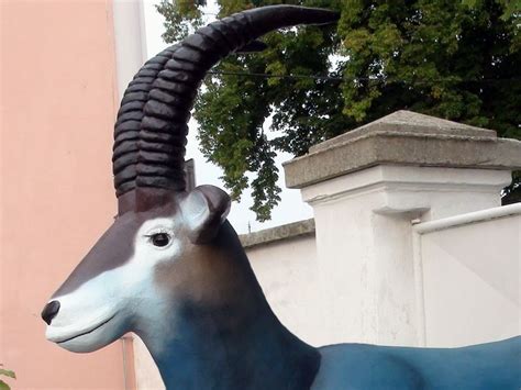 Antilopa modrá | ZOO Chleby