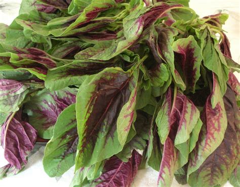 Red Leaf Amaranth Seeds Amaranthus Tricolor Spinach Greens Yin Choi