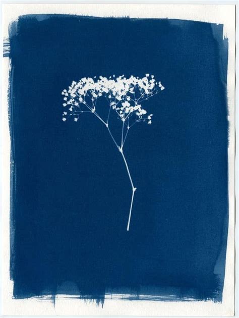 Pin By Pancho Juan On Cianotipia Art Inspiration Cyanotype Sun Prints