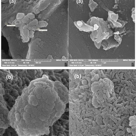 FESEM Images Of A Biochar And B MBC BTT Cu II With Different