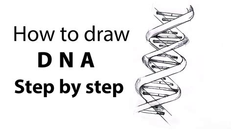 Dna Helix Diagram Drawing Step By Step Dna Drawing Youtube