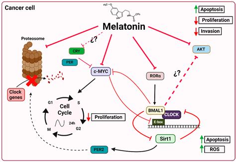 Can A Dog Overdose On Melatonin