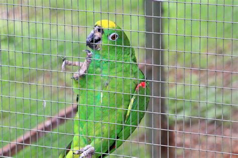 Yellow-crowned Amazon Parrot (Amazona ochrocephala) - ZooChat