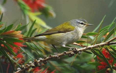 Tennessee Warbler Profile Facts Female Fall Traits Range