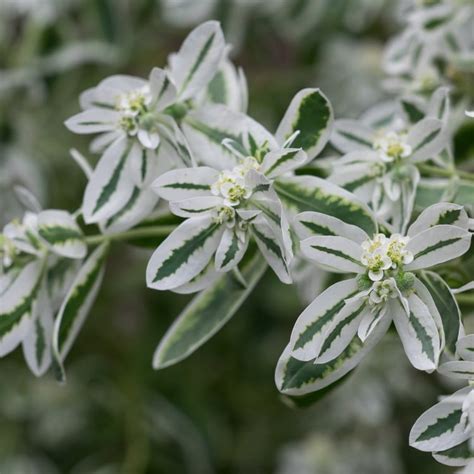 Descubre El MEJOR Momento Para Sembrar Euphorbia Marginata