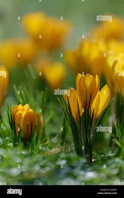 Dutch Yellow Crocus Crocus Flavus Stock Photo Alamy