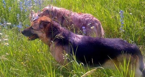 Fish in Dog Food, Cat Food – the Good, and the Bad