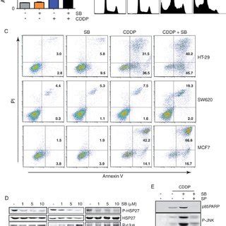 38 MAPK Inhibition Sensitizes Cancer Cells To Apoptosis Regardless Of