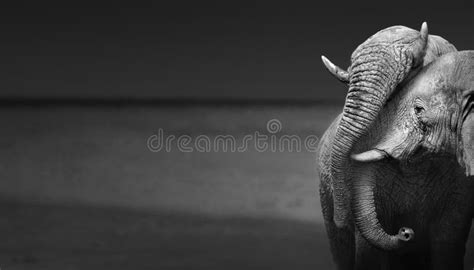 Elephant Affection Artistic Processing Stock Photo Image Of