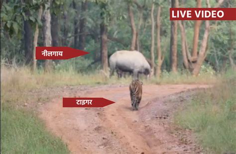 Tiger Reached In Front Of Nilgai Live Video जब नीलगाय के सामने आ गई बाघिन कैमरे में कैद हो गई