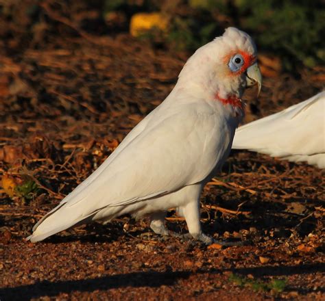 Richard Warings Birds Of Australia Long Billed Corella