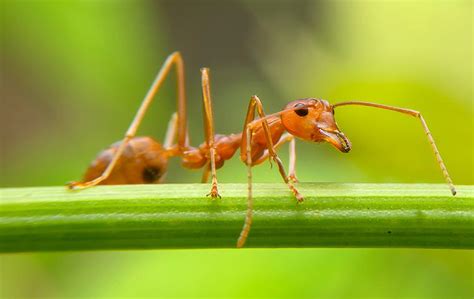 How To Handle Fire Ants In Mobile