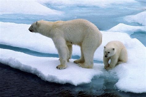 Meio Ambiente Se Temperatura Do Mar Aumentar E As Calotas Polares