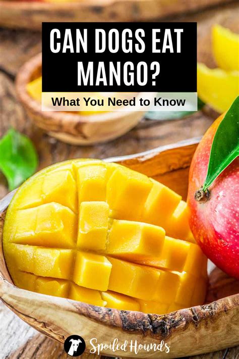 Are Mango Bad For Dogs