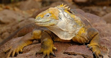 How To Get Rid Of Iguanas Easy Control Prevention Guide