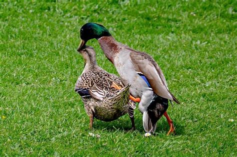 How Do Ducks Mate Duck Mating Season Habits Behavior