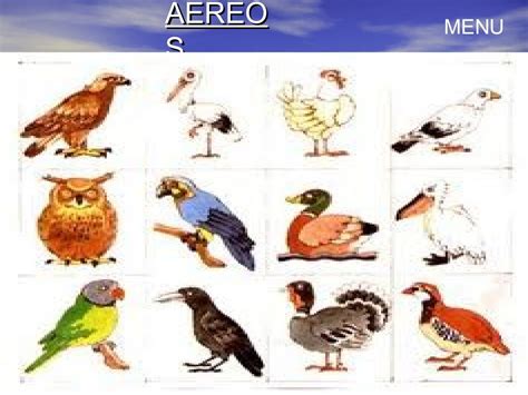 Animales Aereos Para Niños Varietycought