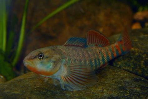 Jonah's Aquarium... Etheostoma caeruleum, rainbow darter | Aquarium ...