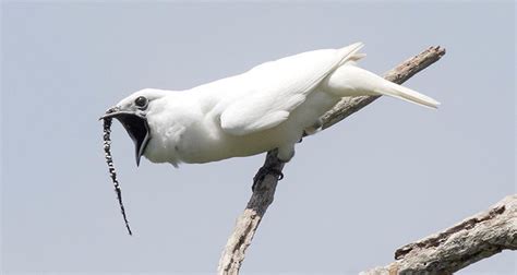 The Loudest Bird In The World Has A 'Deafening' Mating Call