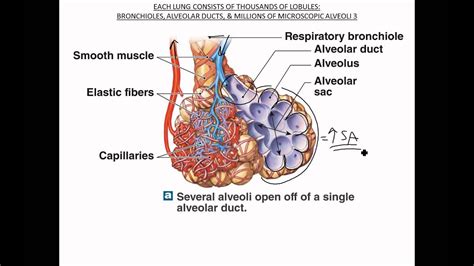 Respiratory Membrane Structure