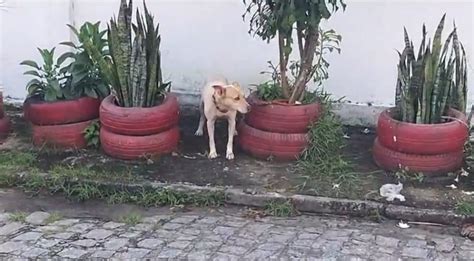 Cachorro Fica Amarrado Em Rvore Por Mais De Um Dia Sem Gua E Comida