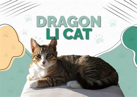 Dragon Li Cat (Chinese Li Hua): Pictures, Temperament & Traits | Hepper