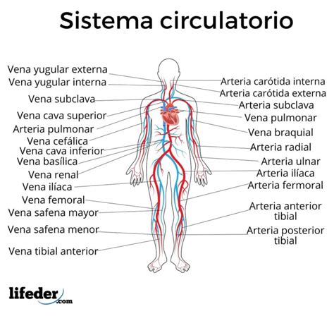 Sistema biológico: concepto, características y ejemplos