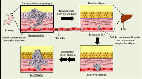 Cancer et système immunitaire Dossier