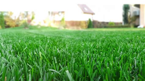 10 Beginner DIY Lawn Care Tips That Work Premier Lawns