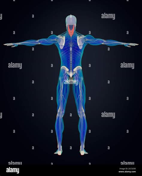 Anatomy Illustration Of Splenius Capitis Neck Muscles Human Anatomy