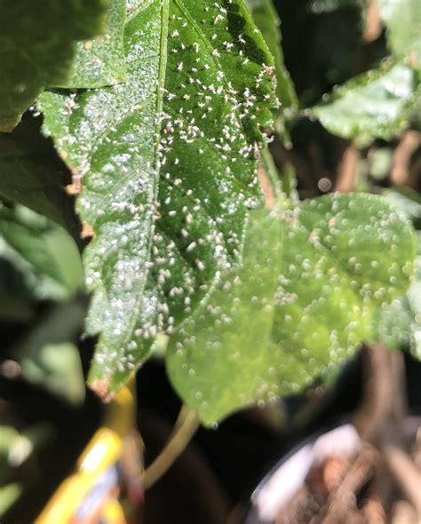 I Found This Outbreak Today On A Hibiscus I Winter Over Indoors White