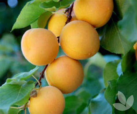 Prunus Armeniaca Moorpark Moorpark Apricot Trees Speciality Trees