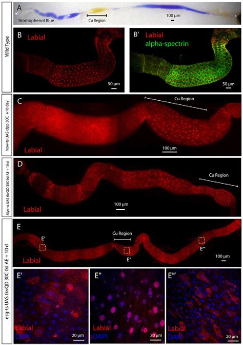 Overexpression Of The Bmp Pathway In The Adult Midgut A Midguts From