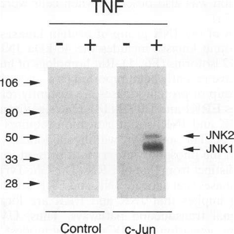 Dose Response Of Tnf Activated Jnk Protein Kinase Activity Hela Cells