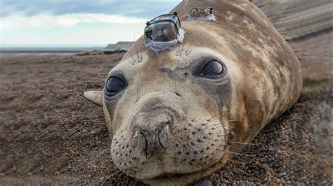 Seal-cam reveals squid escape predators by f@#*en dazzling them with light