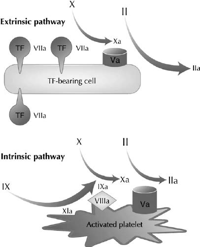 The Extrinsic And Intrinsic Pathways In The Cell Based Model Of