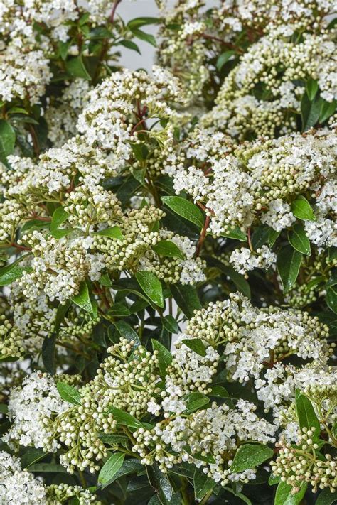 Viburnum Tinus Eve Price Lorbeer Schneeball Eve Price Jetzt G Nstig