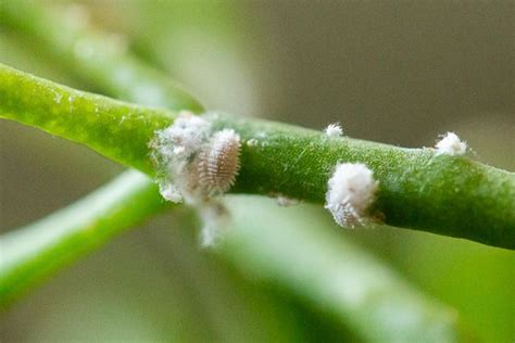 How To Control A Mealybug Infestation