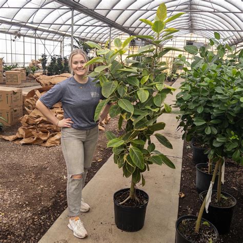 Ficus Altissima Yellow Gem Column Bush Tri State Foliage Prebook Shop