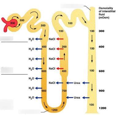 Biology II Module of the MCAT Self Prep eCourse: Lesson 2: The Kidneys ...