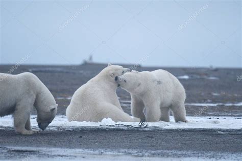 polo ártico Alaska osos polares blancos animales tema 2023