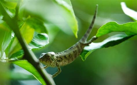 7 Tips for Baby Chameleon: Caring & Facts