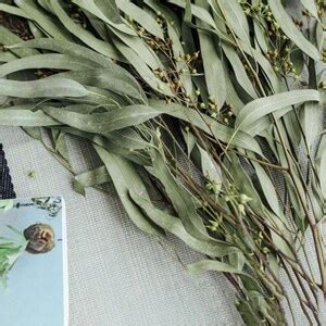 Dried Natural Eucalyptus Leaves Branchesdried Eucalyptus Bunchdry ...