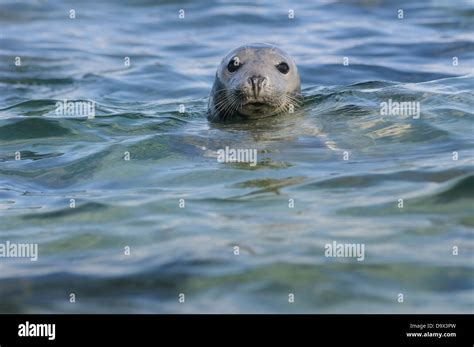 Swimming Grey Seal Stock Photo Alamy