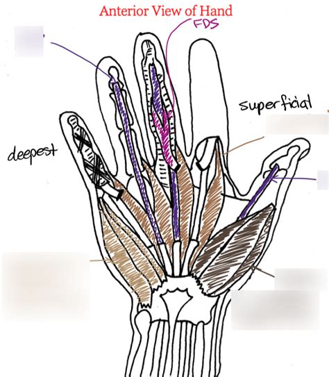 Diagram Of Hand Diagram Quizlet