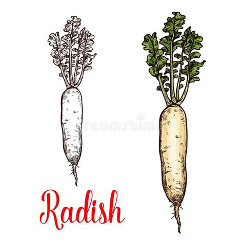 Radish Vegetable Stock Vector Illustration Of Agriculture